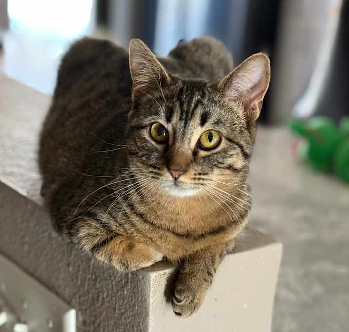 Photo of Peppermint
