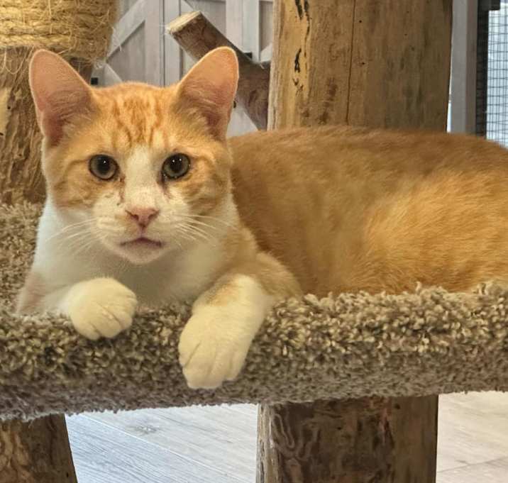 Photo of Rusty