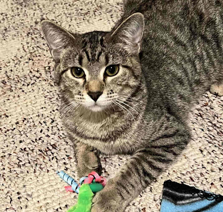 Photo of Dixie