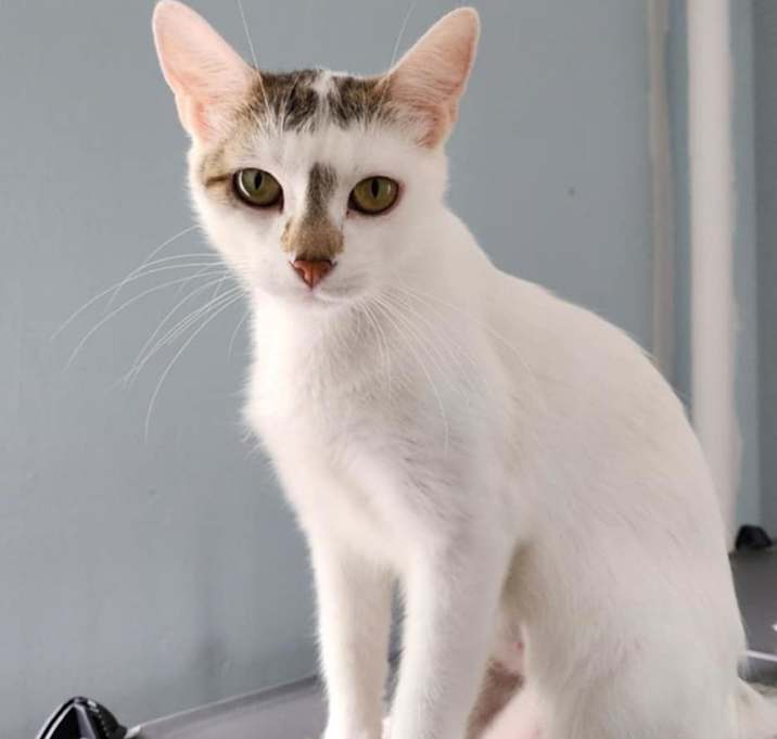 Photo of Hopper