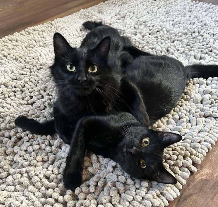 Photo of Chocolate Chip (Ceecee) - bonded with Mini Chocolate Chip