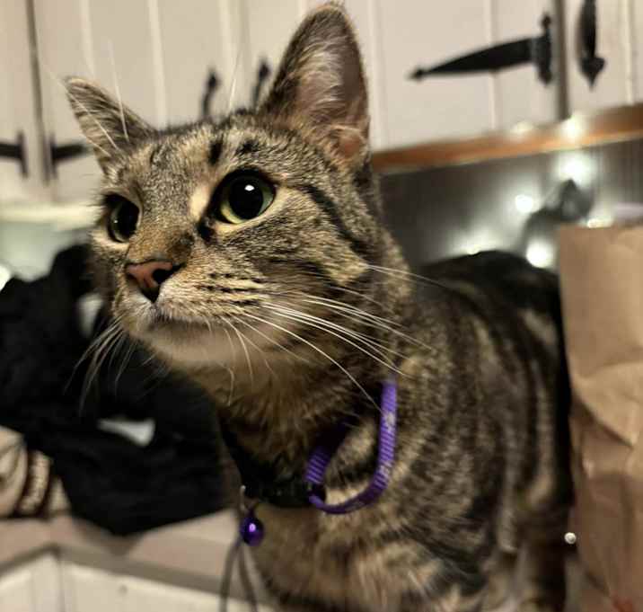 Photo of Biscuit