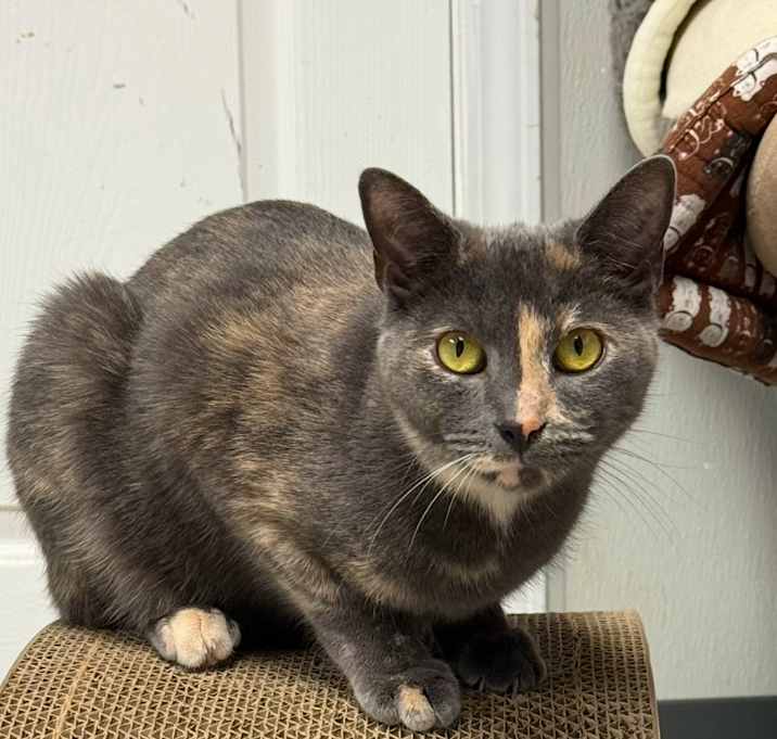 Photo of Violet