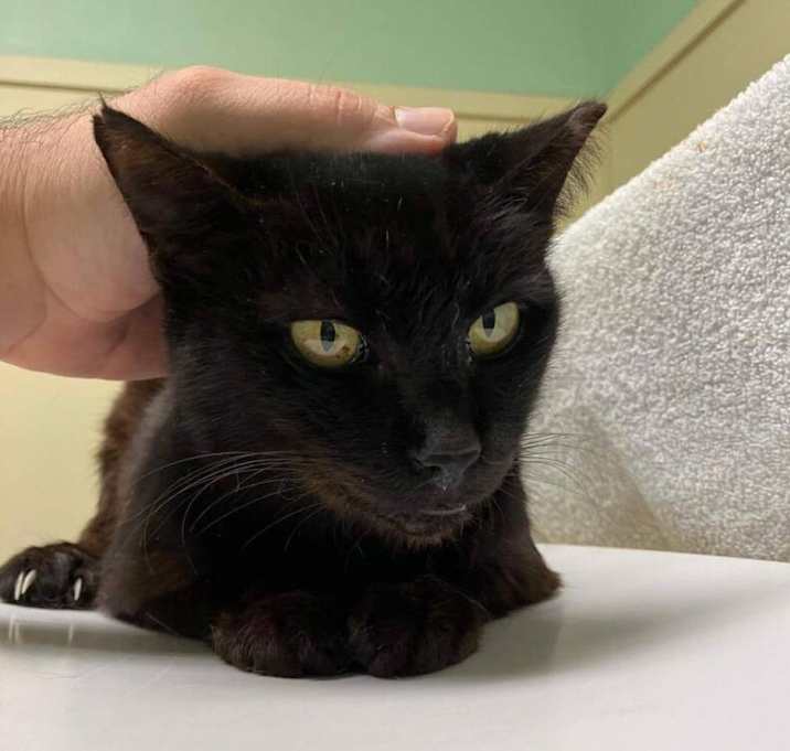 Photo of Dusty