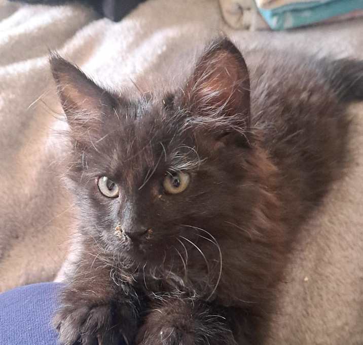 Photo of Wobbles