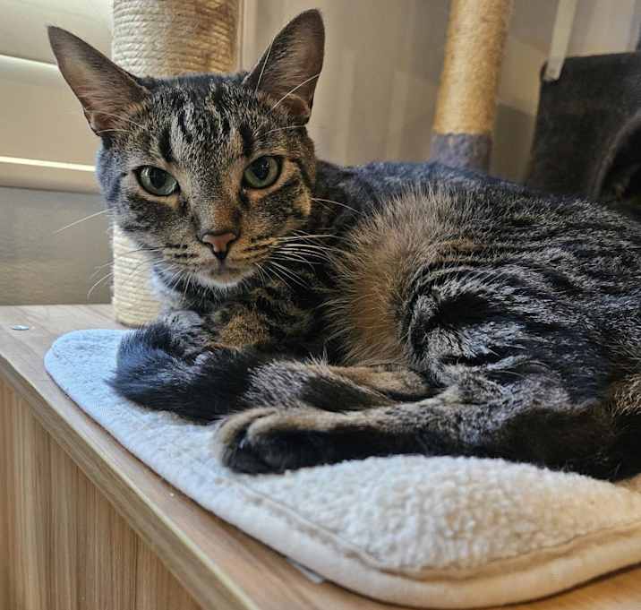 Photo of Nova