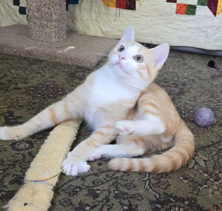 Photo of Laranja
