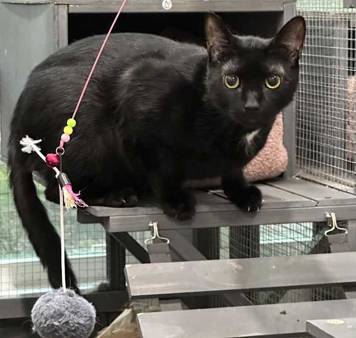 Photo of Loki