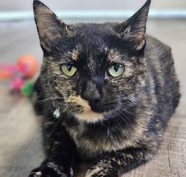 Photo of Miss Kitty 