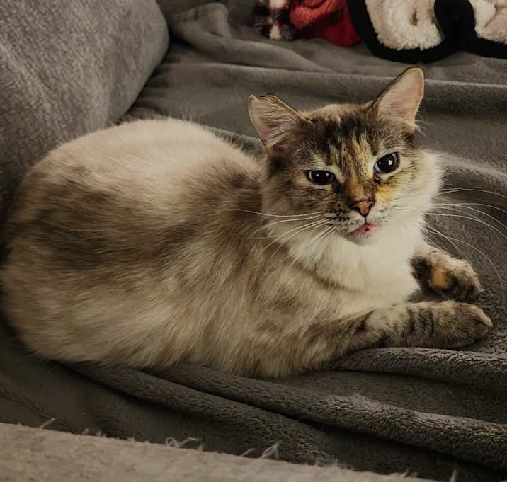 Photo of Nori