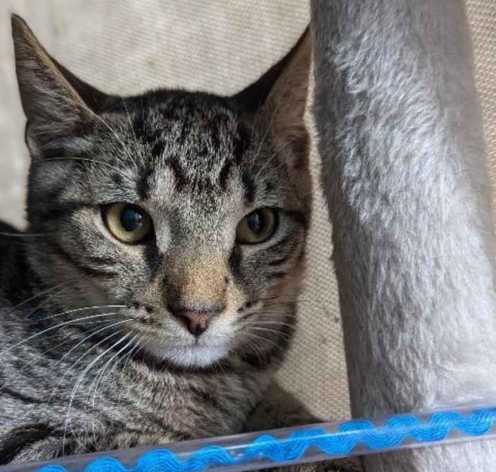 Photo of Berlioz