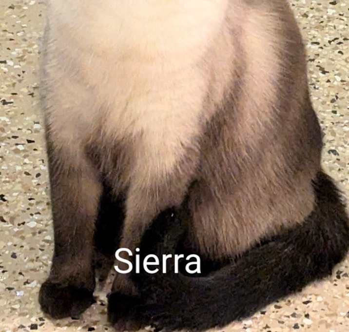 Photo of Sierra