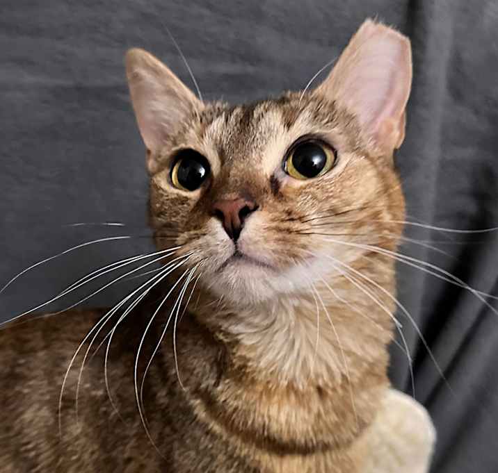 Photo of Meow Meow