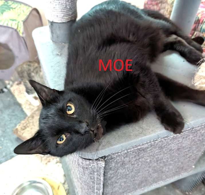 Photo of MOE