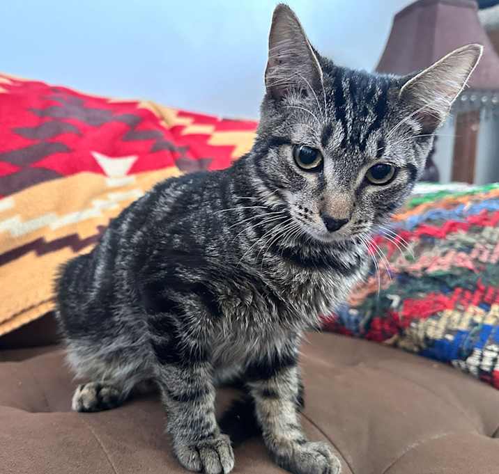 Photo of Pending! Waffles