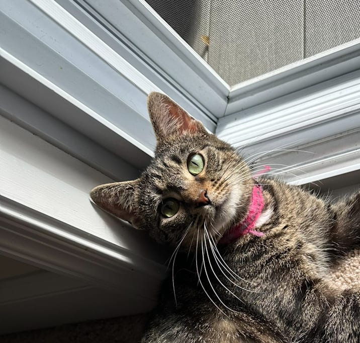 Photo of Guppy