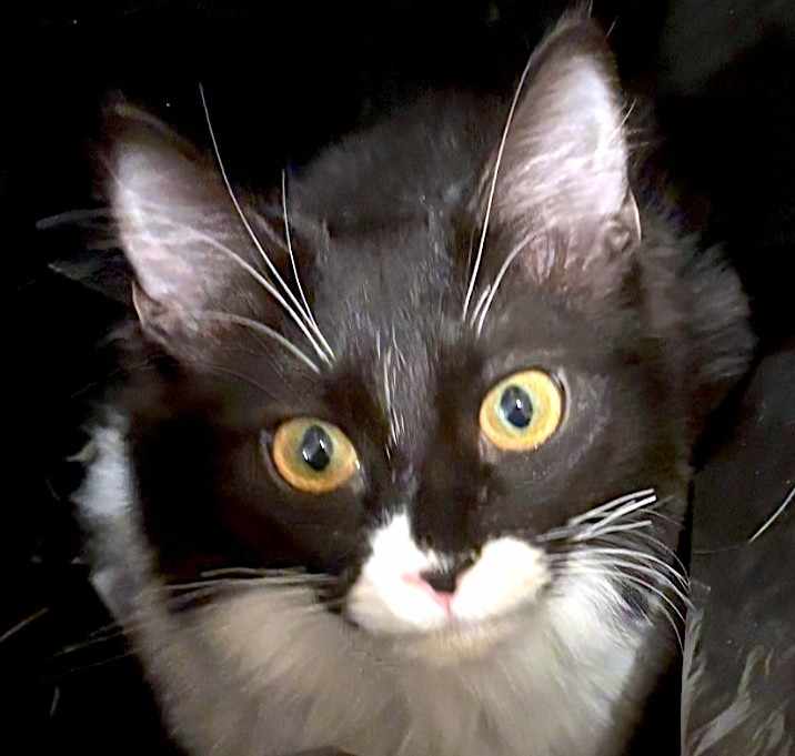 Photo of TAILIA