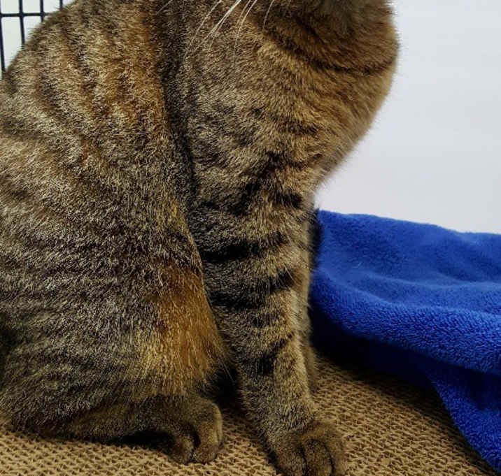 Photo of Cinnamon