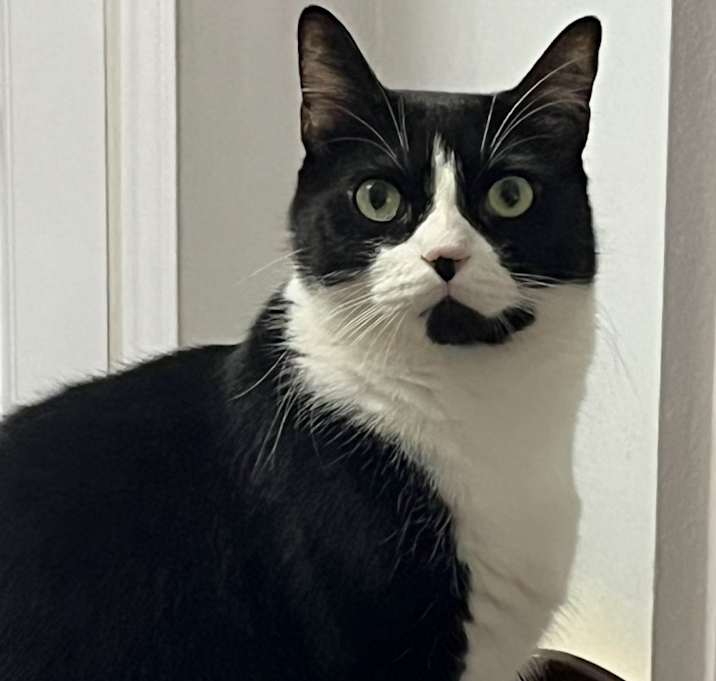Photo of Dexter