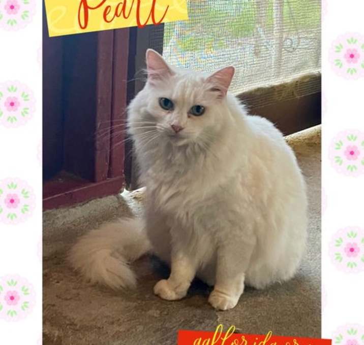 Photo of Pearl *Cyd
