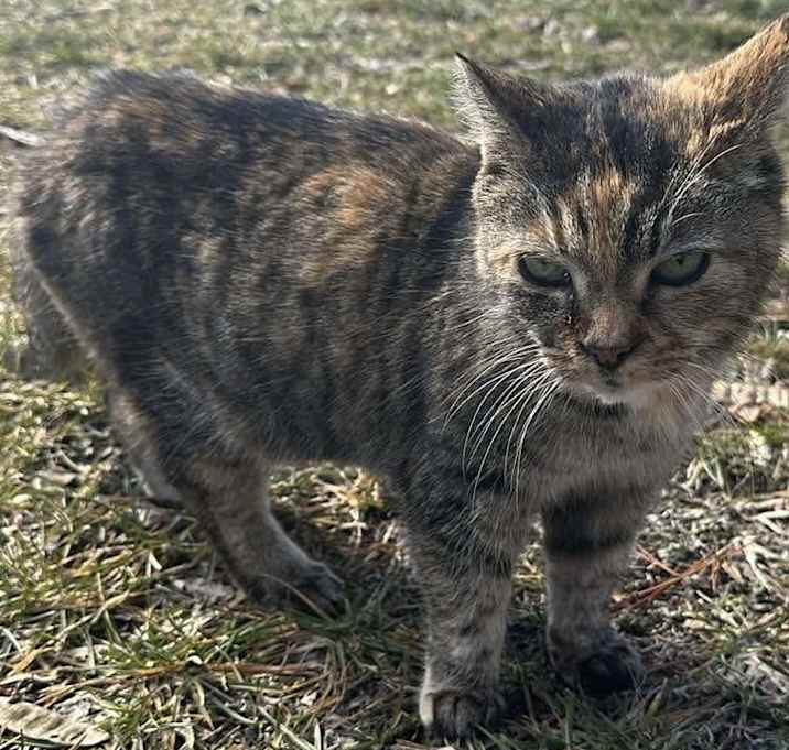 Photo of Lil’ Bit - COURTESY POST