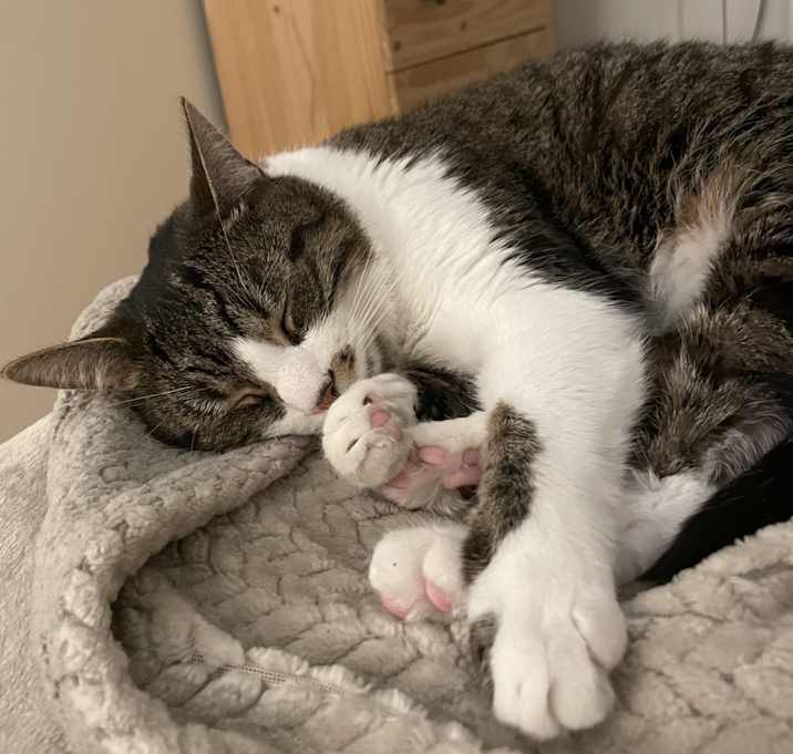 Photo of Jinx
