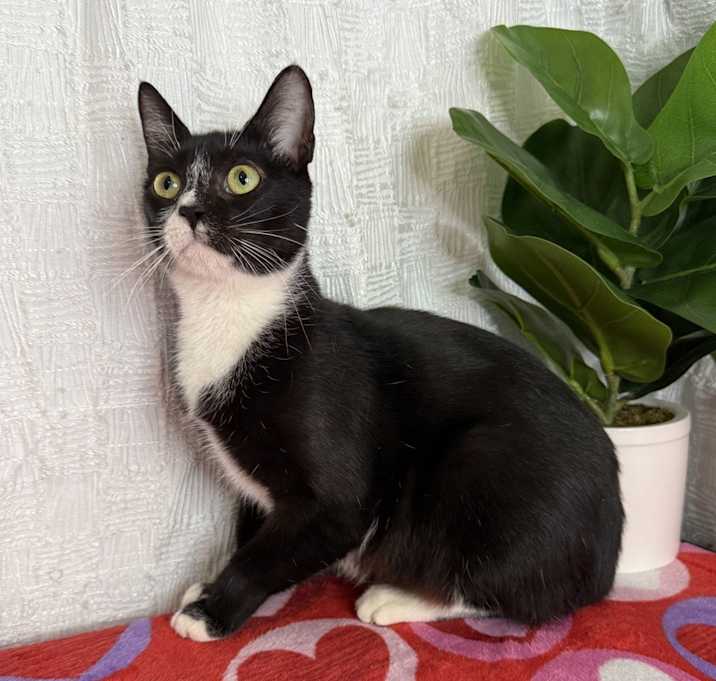 Photo of Cashmere