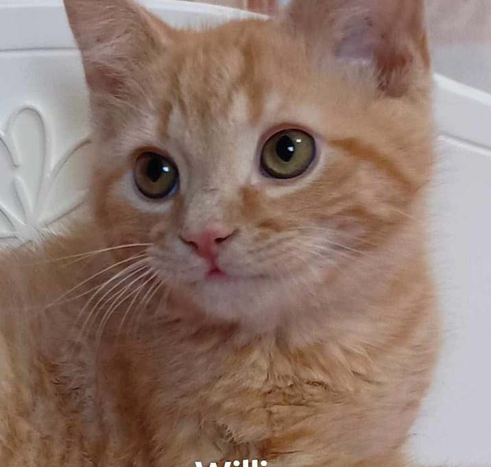 Photo of Willie