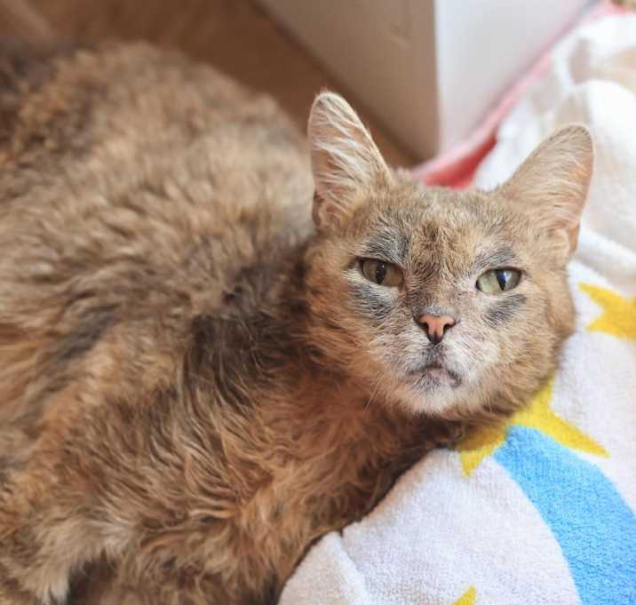 Photo of Blossom