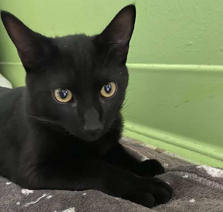 Photo of Salem