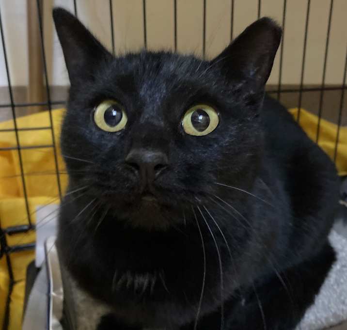Photo of Luna