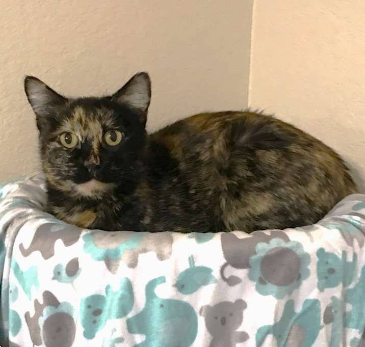 Photo of Moki