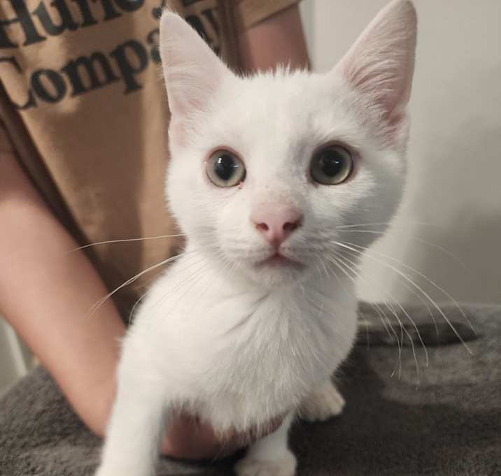 Photo of Finn