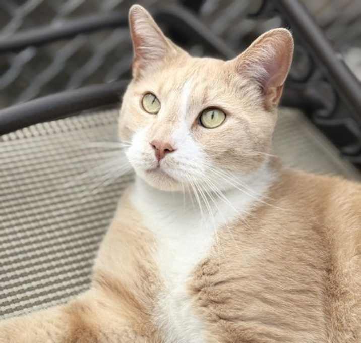 Photo of Gypsy