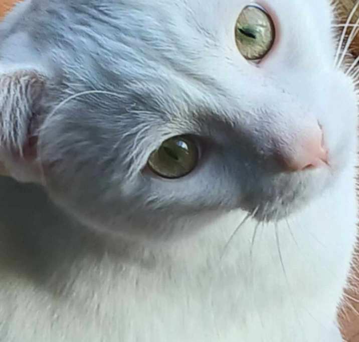 Photo of Monkey