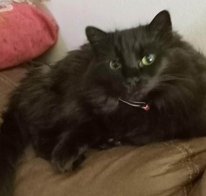 Photo of Lady