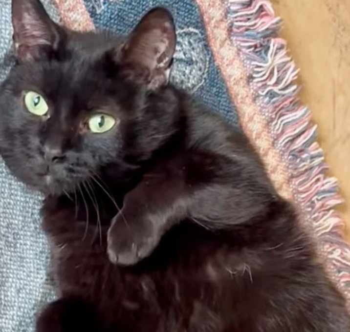 Photo of Midnight