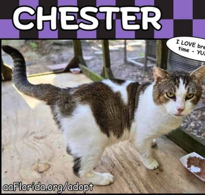 Photo of Chester