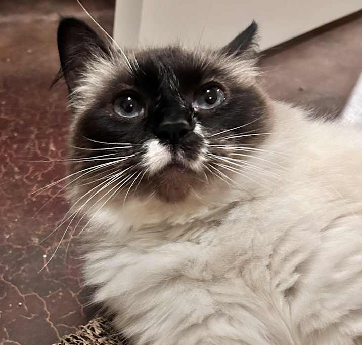 Photo of Whisper