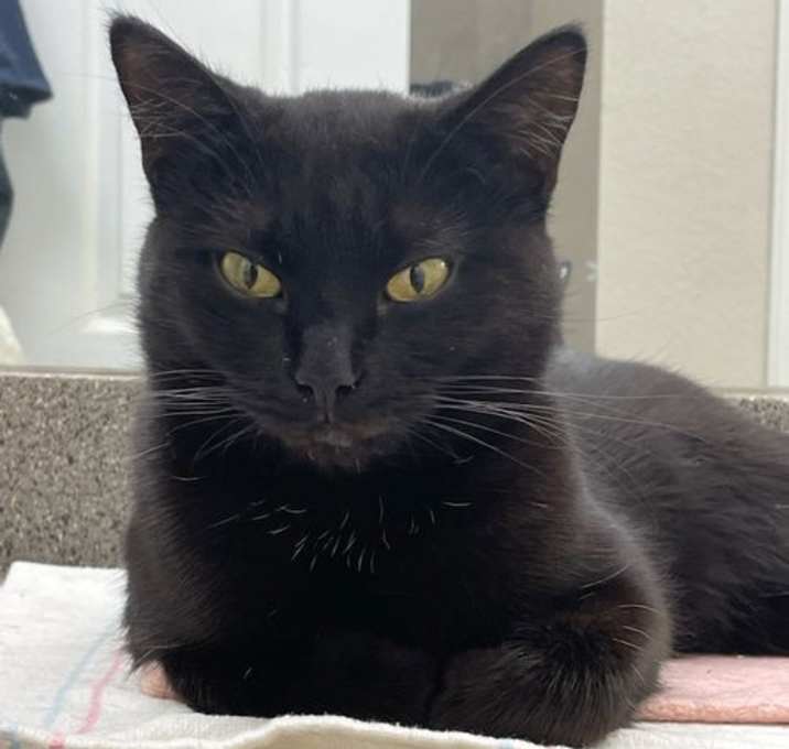 Photo of Octavia