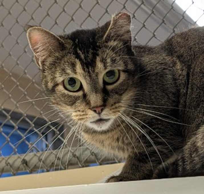 Photo of Broccoli-IN FOSTER