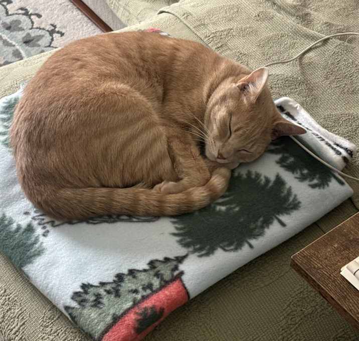 Photo of Buttercup