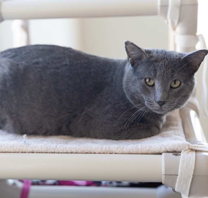 Photo of Cobalt