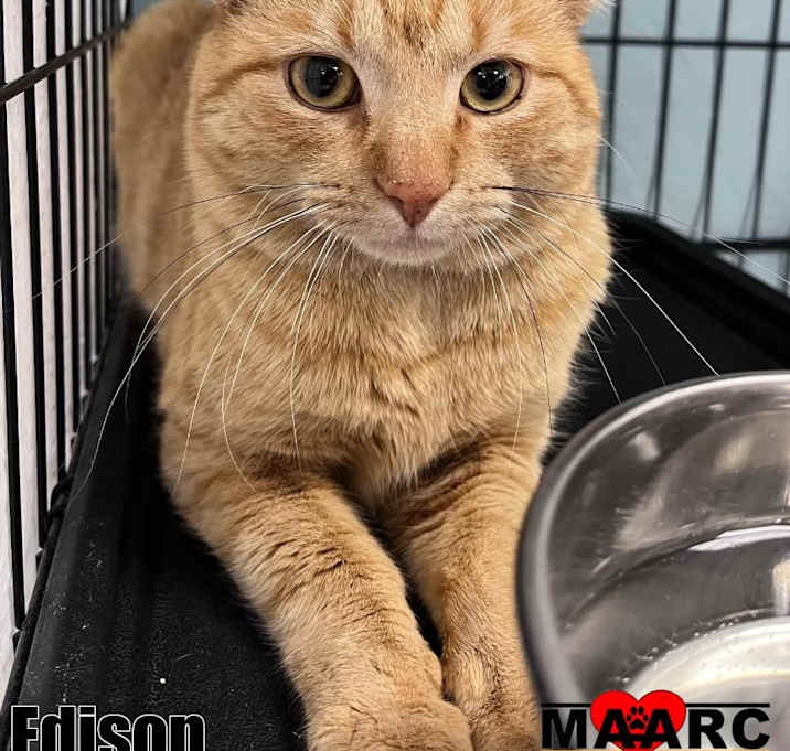 Photo of Edison