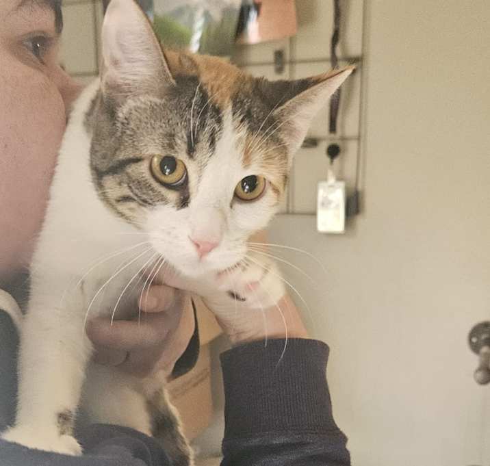 Photo of Marzipan