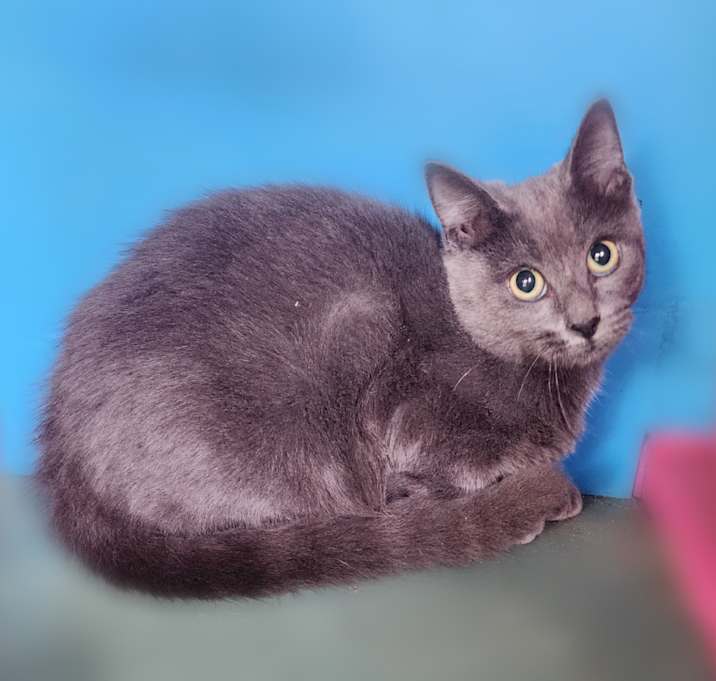 Photo of Blue