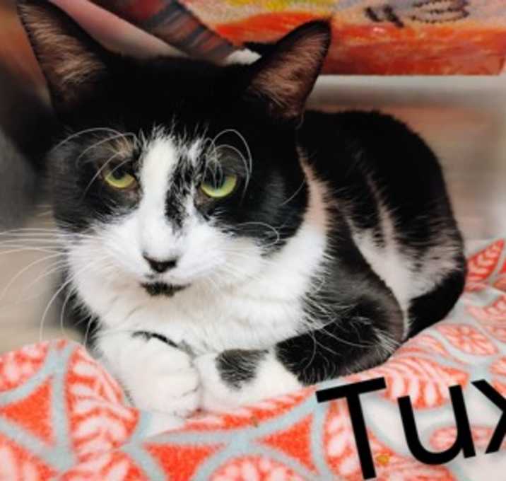 Photo of Tux