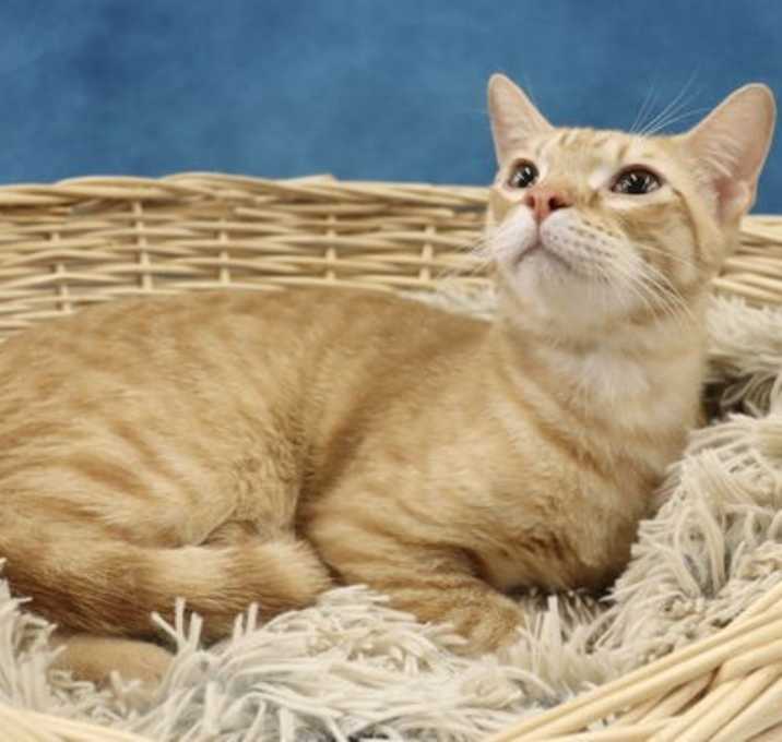 Photo of Amir