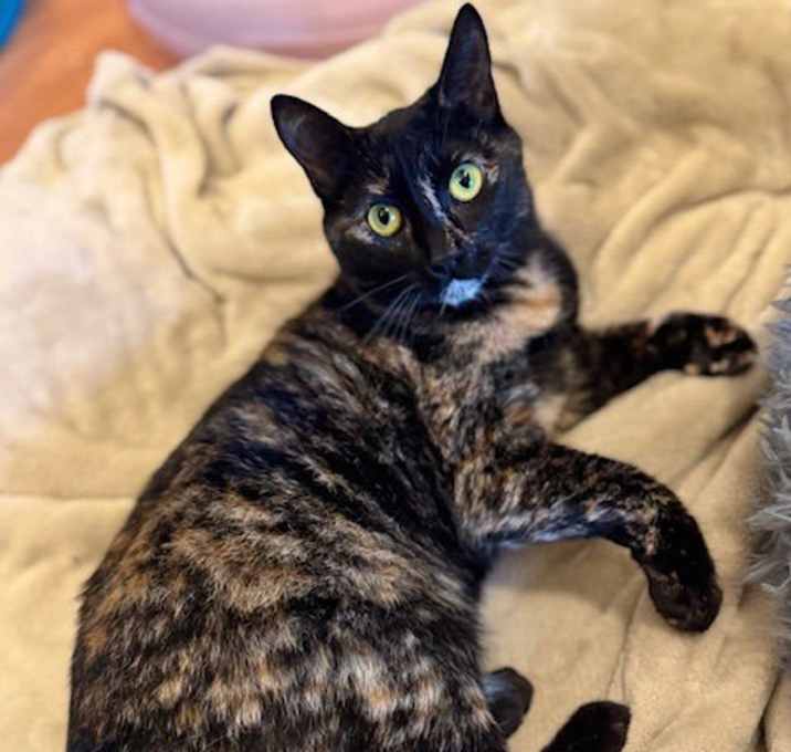 Photo of Talia - Tortie Princess