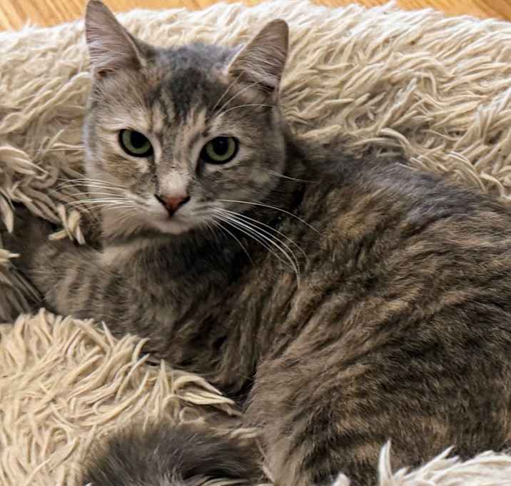 Photo of Pancake